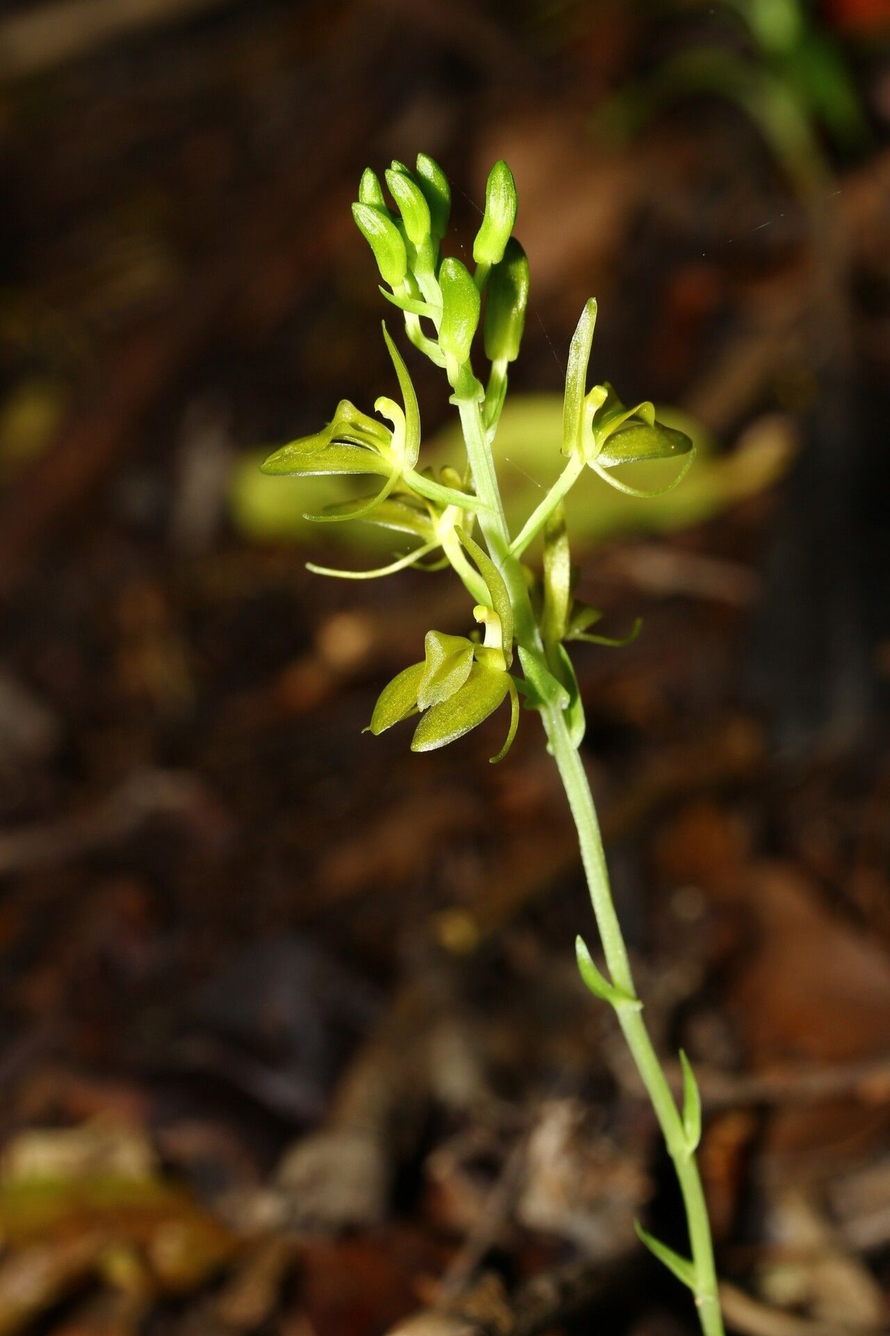 Liparis imerinensis flower