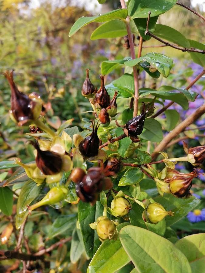 Hypericum hookerianum fruit