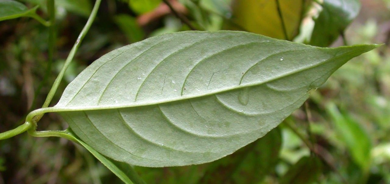 Manettia longipedicellata — related species from the same genus