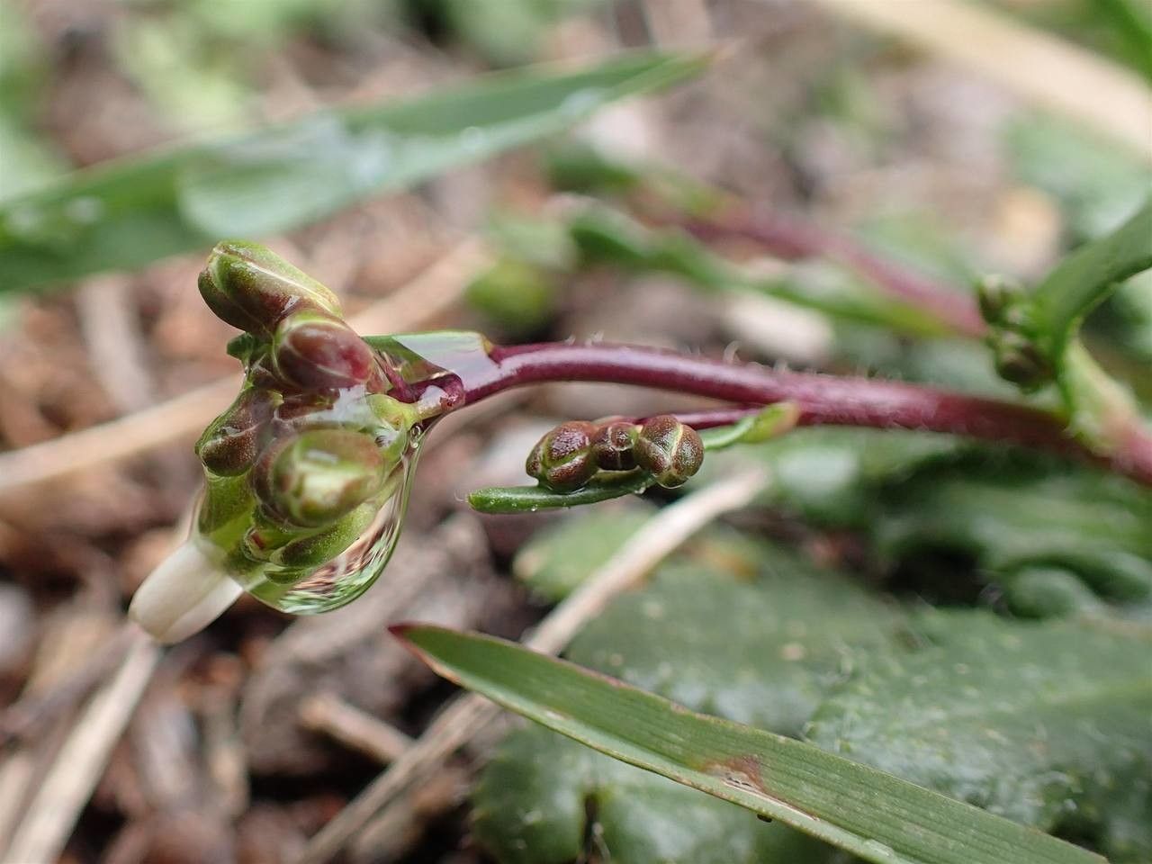 Arabis scabra fruit