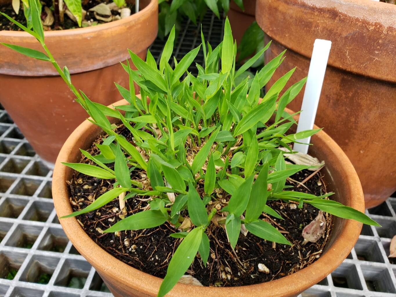 Pogonatherum crinitum habit