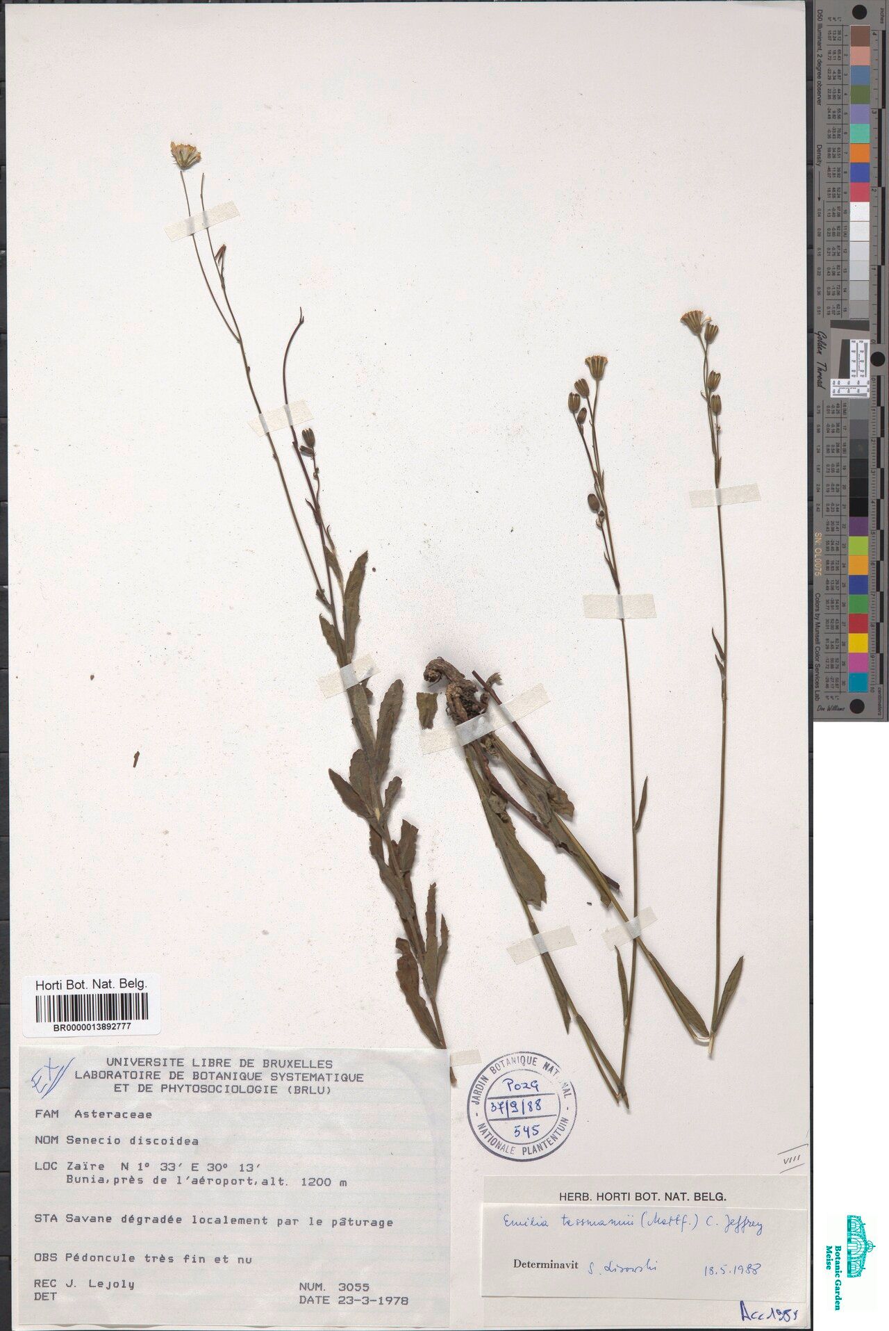 Emilia tessmannii — houseplant care guide