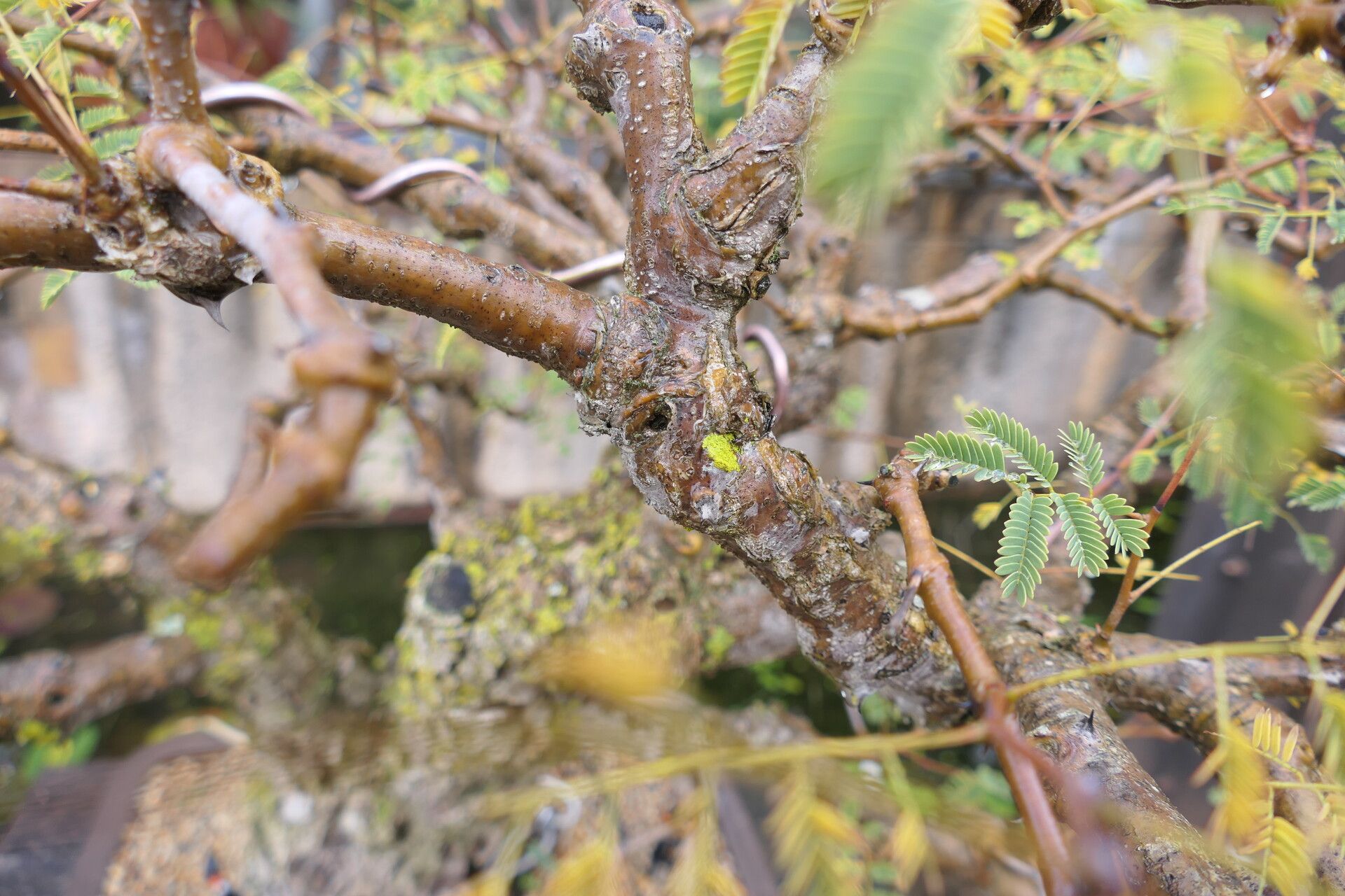 Senegalia galpinii bark