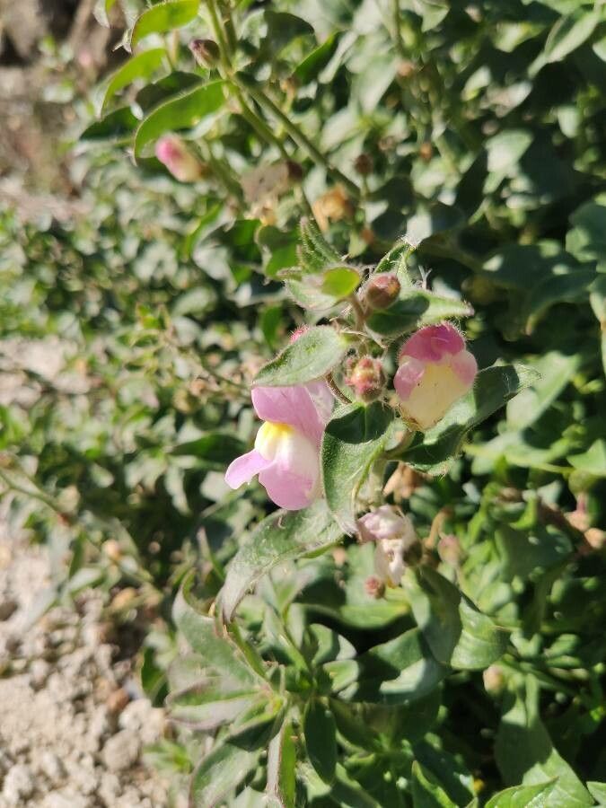 Antirrhinum hispanicum flower