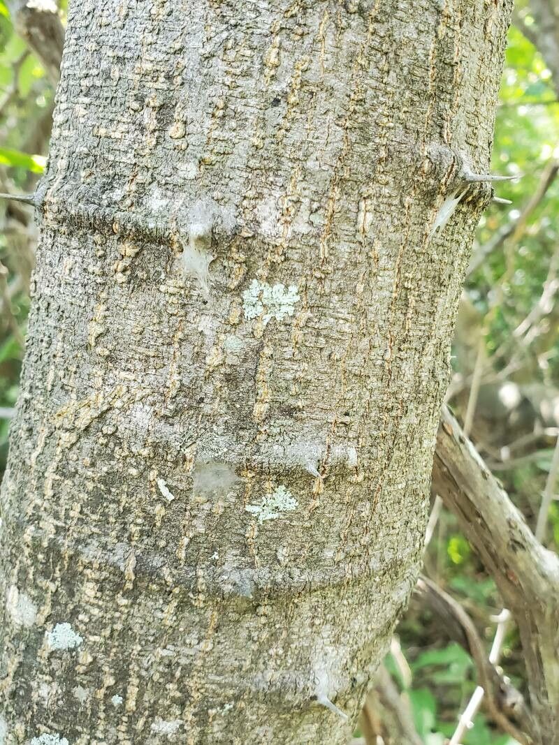 Pithecellobium lanceolatum bark