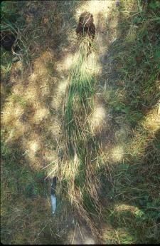 Carex harfordii habit