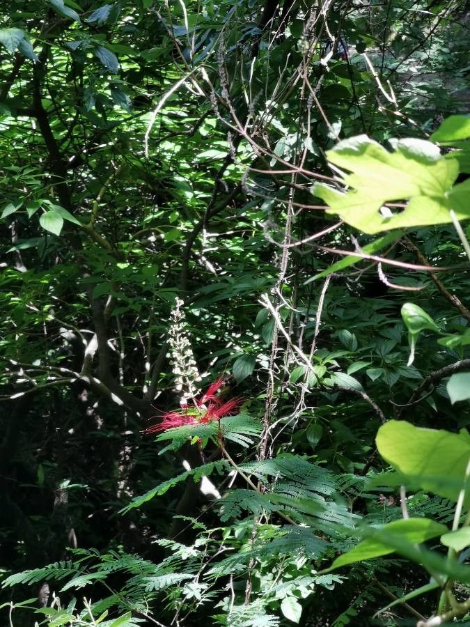 Calliandra grandifolia — houseplant care guide