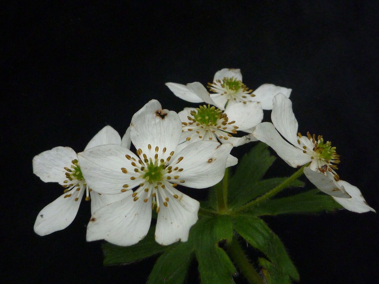 Anemonastrum polyanthes habit