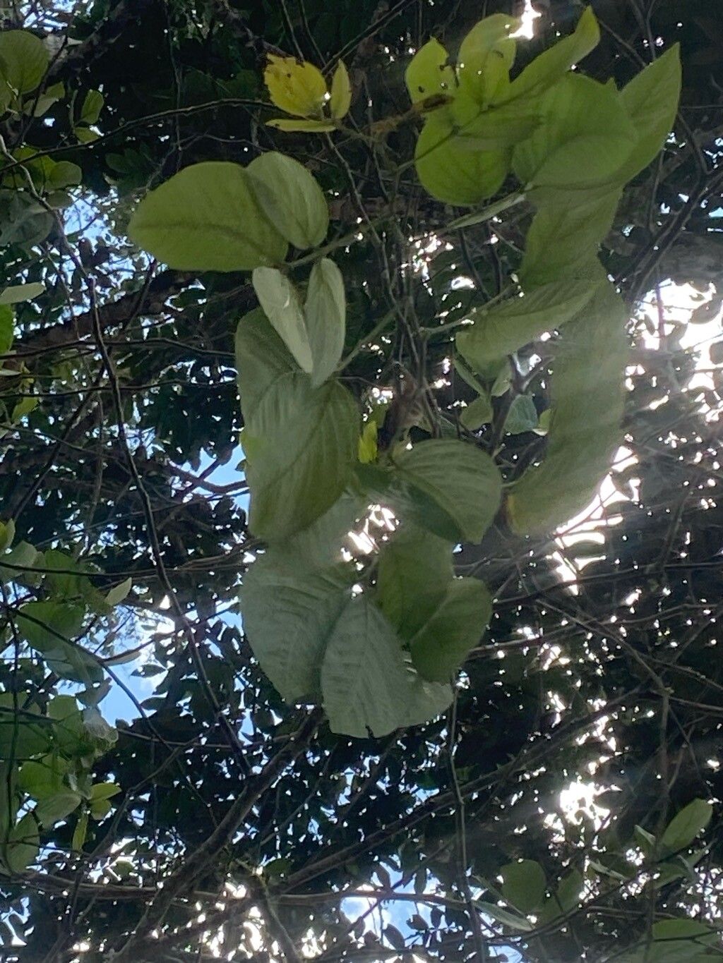 Senna bacillaris — search result for 'Senna'