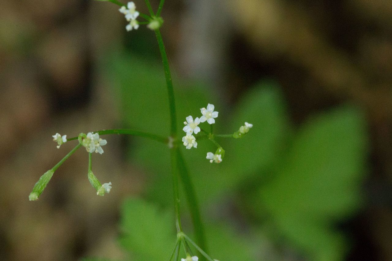 Osmorhiza chilensis flower
