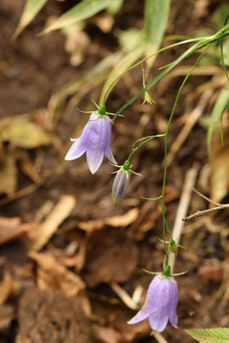Adenophora takedae — related species from the same genus
