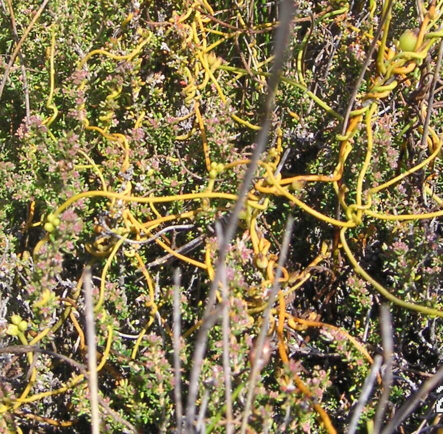 Cassytha ciliolata fruit
