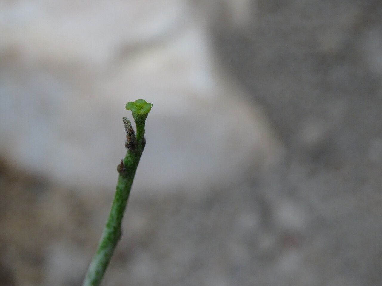 Euphorbia platyclada flower