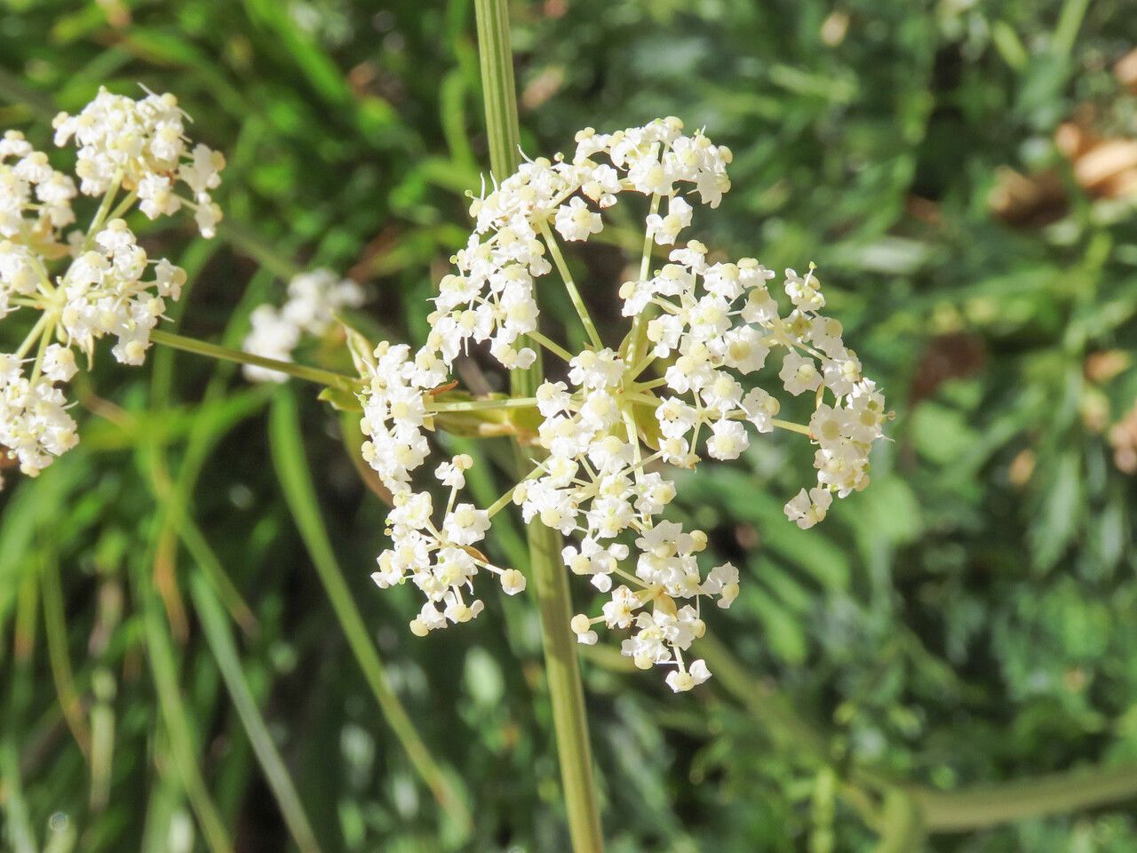 Grafia golaka flower