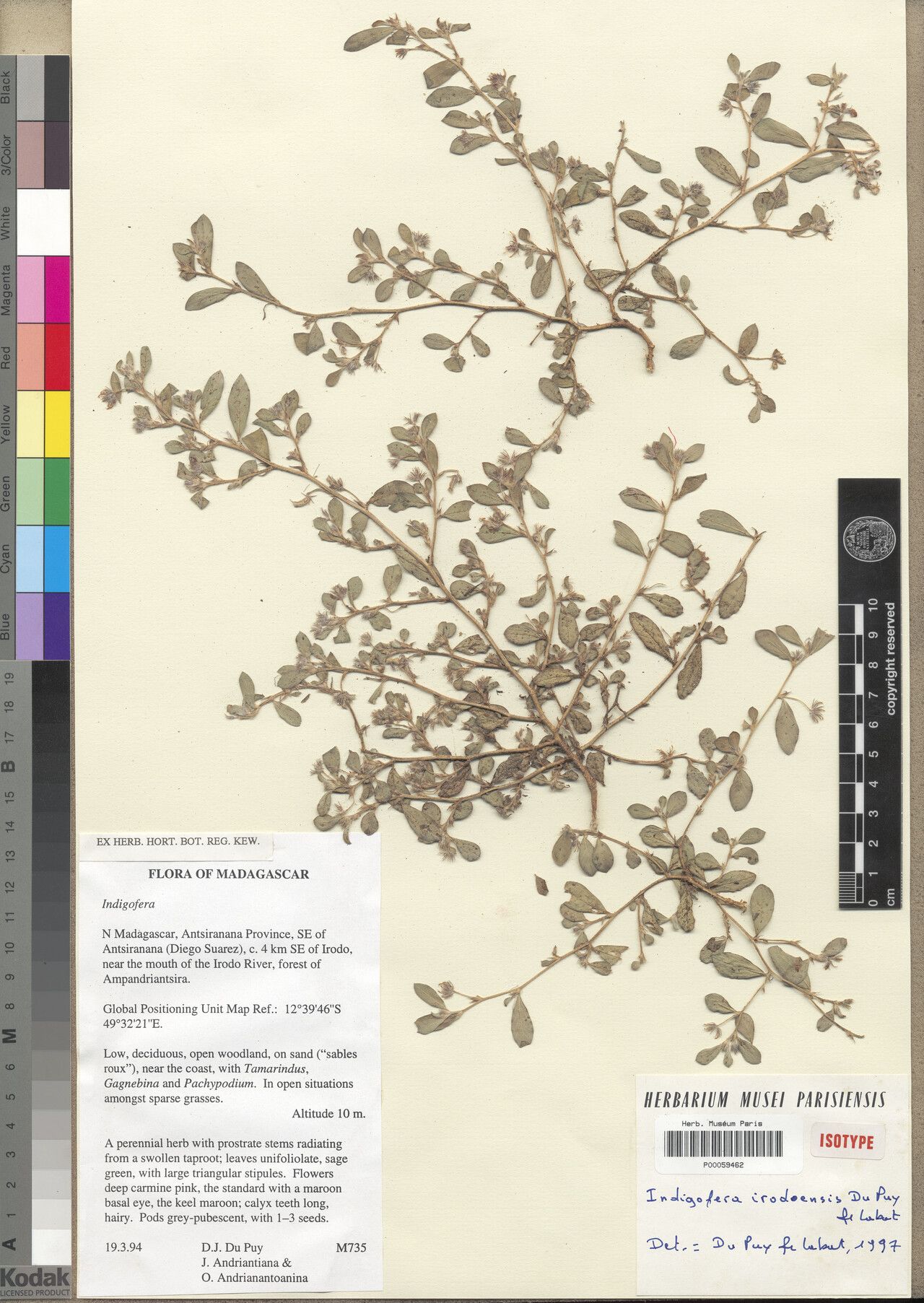 Indigofera irodoensis — search result for 'Indigofera'