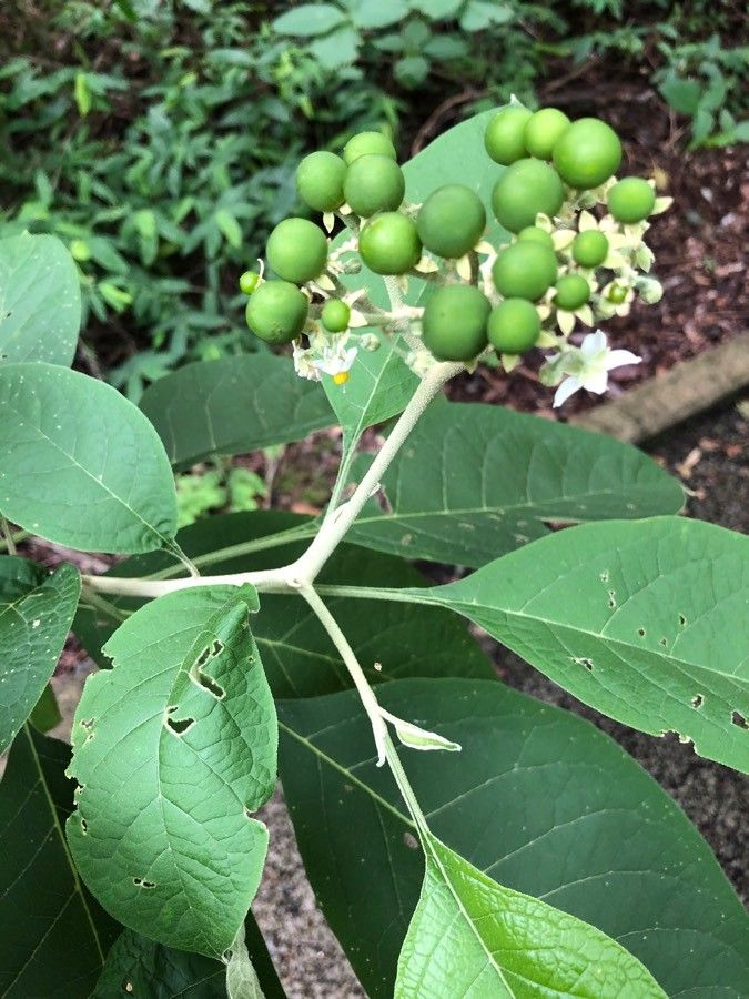 Solanum hazenii — houseplant care guide