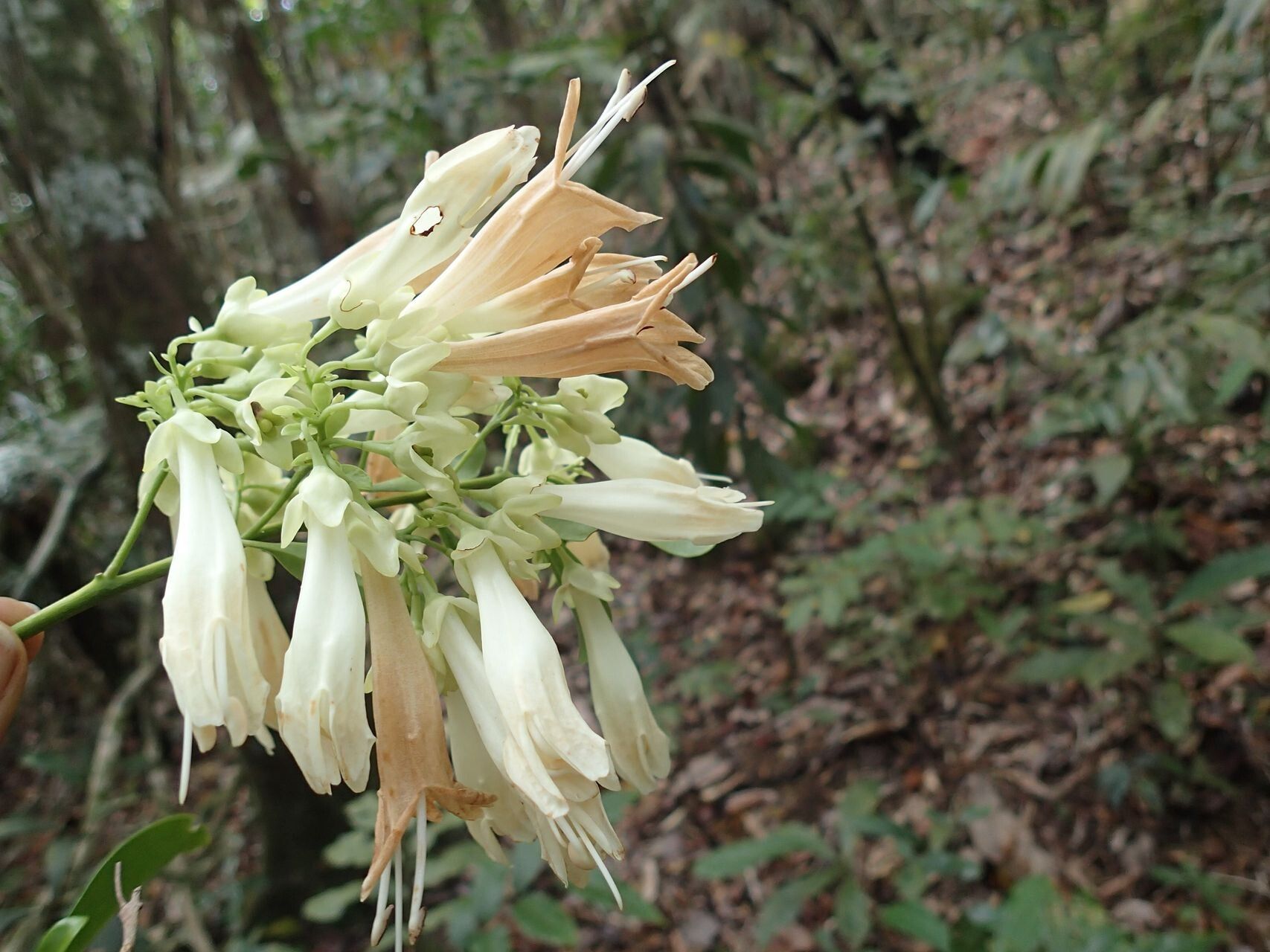 Oxera morierei — houseplant care guide