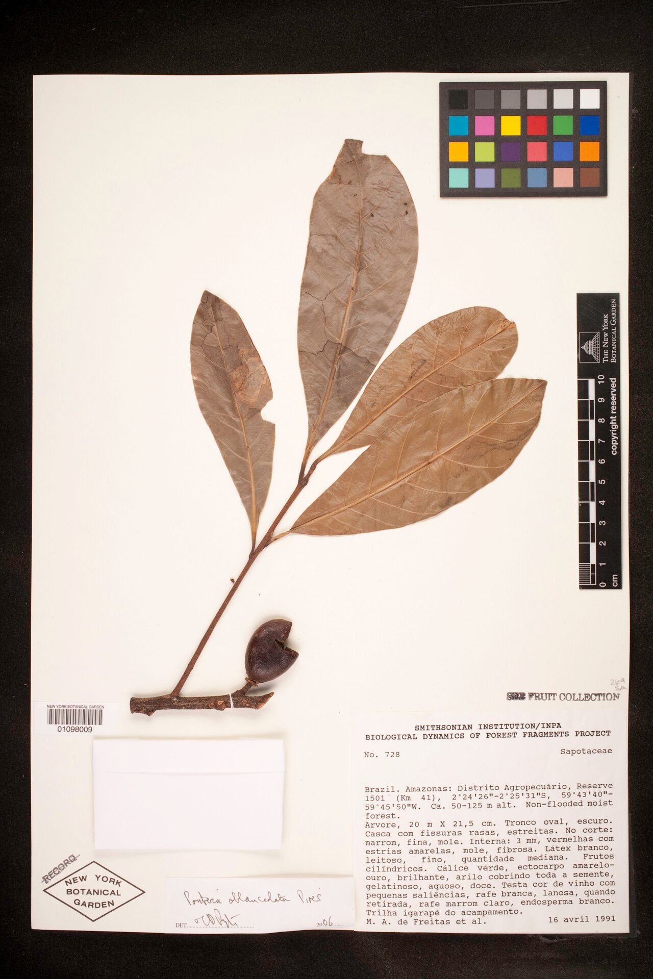 Pouteria oblanceolata fruit