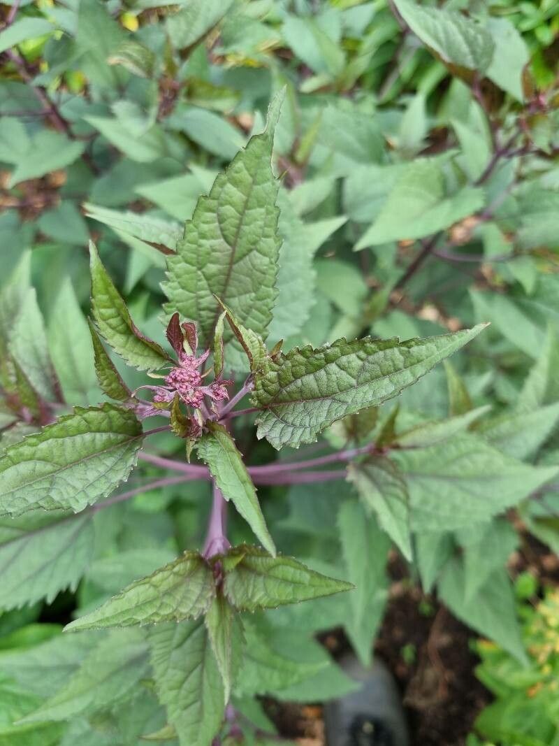 Eupatorium rugosum flower