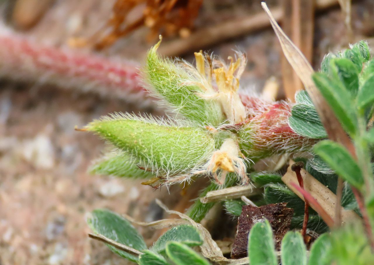 Astragalus sesameus fruit