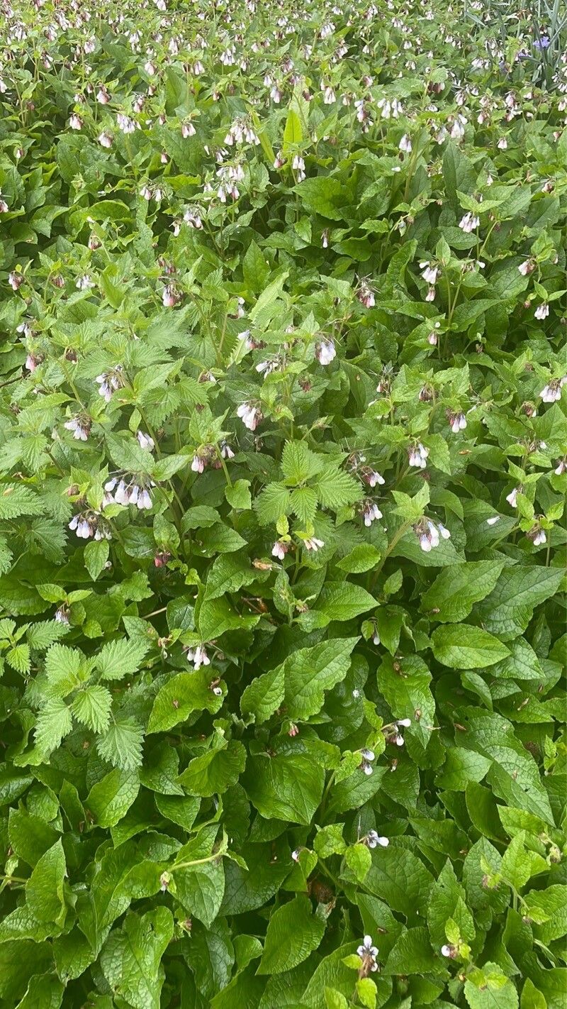 Symphytum × hidcotense habit