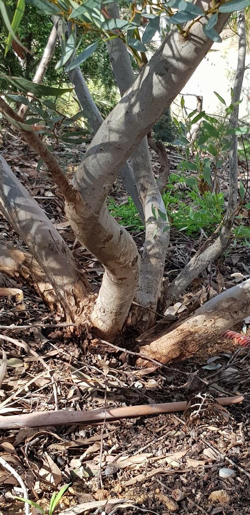 Eucalyptus calycogona bark