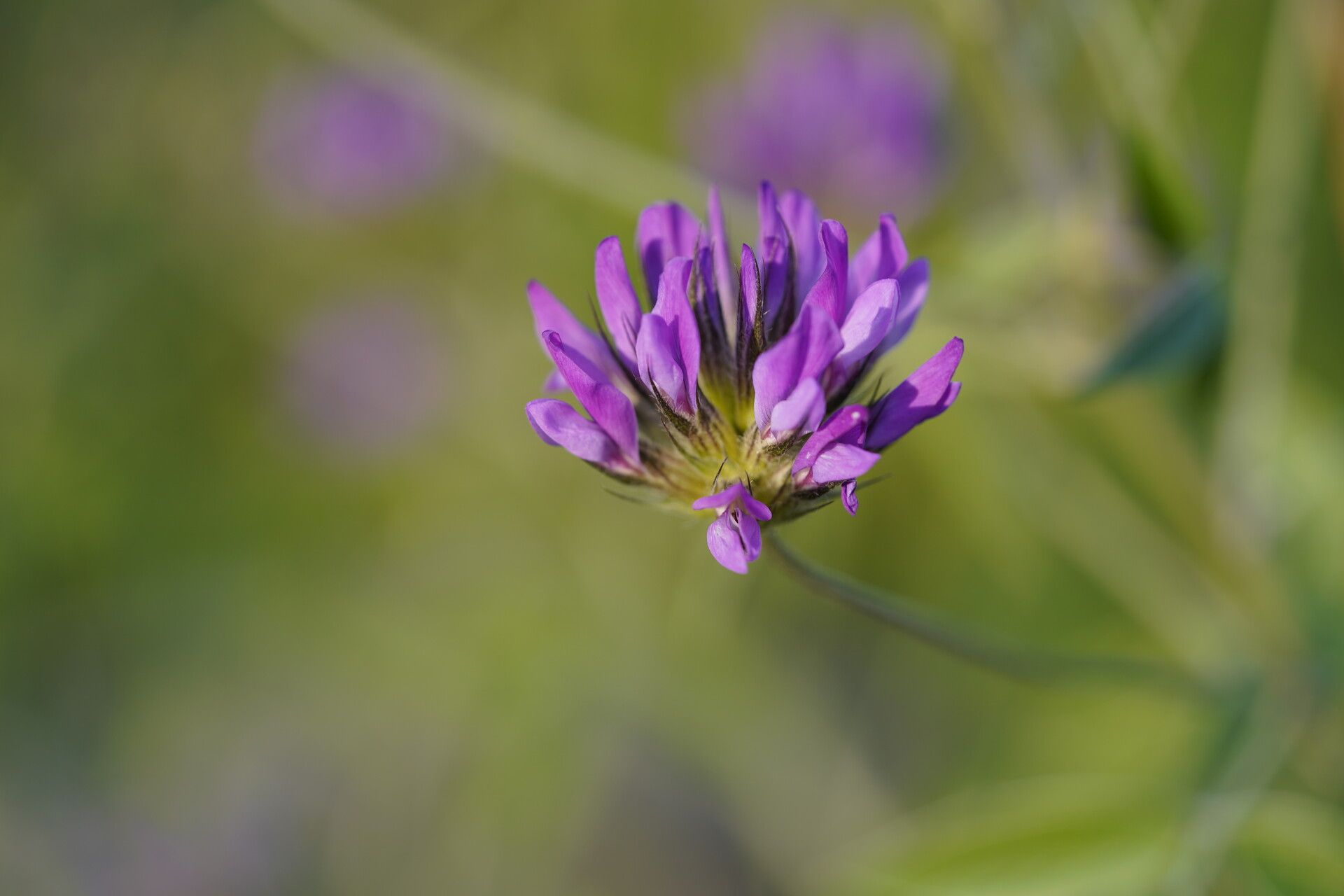Bituminaria plumosa flower