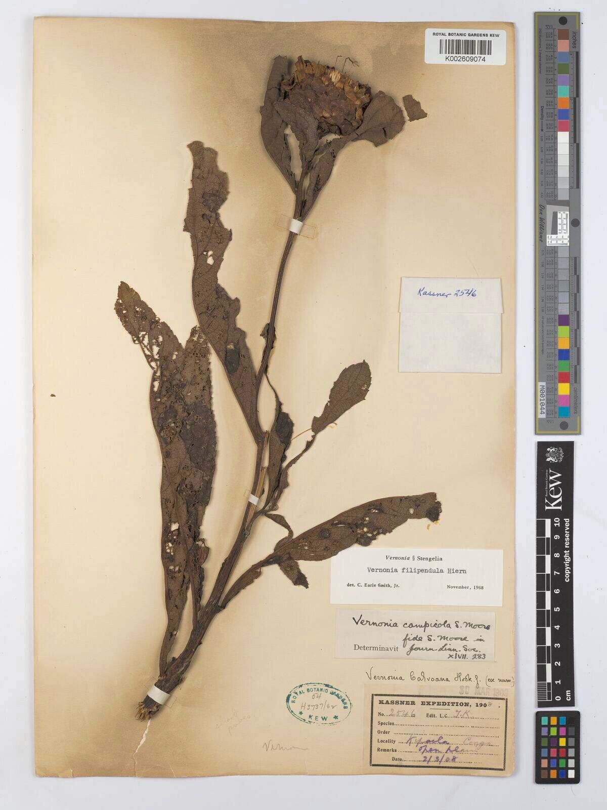 Vernonia campicola — houseplant care guide