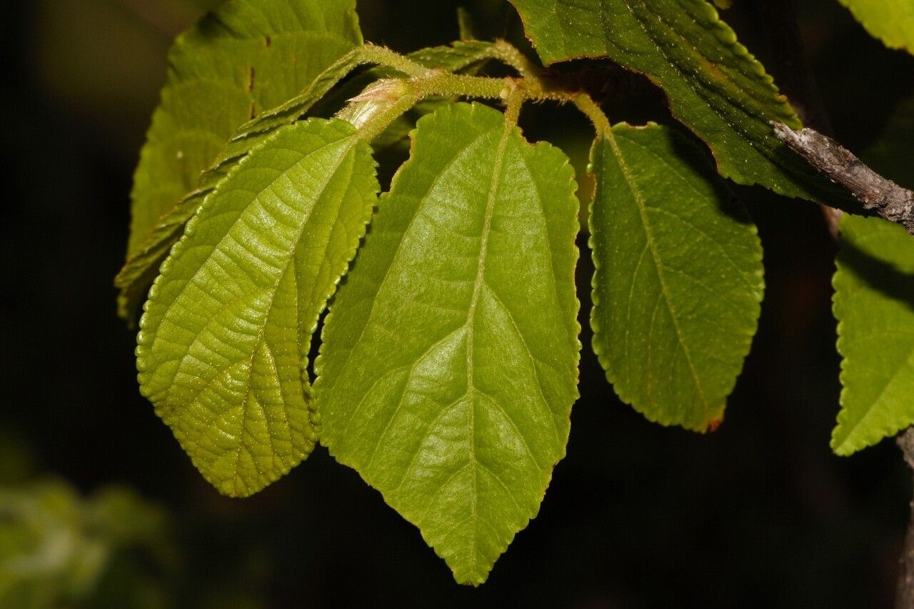 Grewia stolzii — houseplant care guide