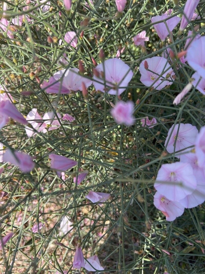Convolvulus dorycnium — search result for 'Convolvulus'