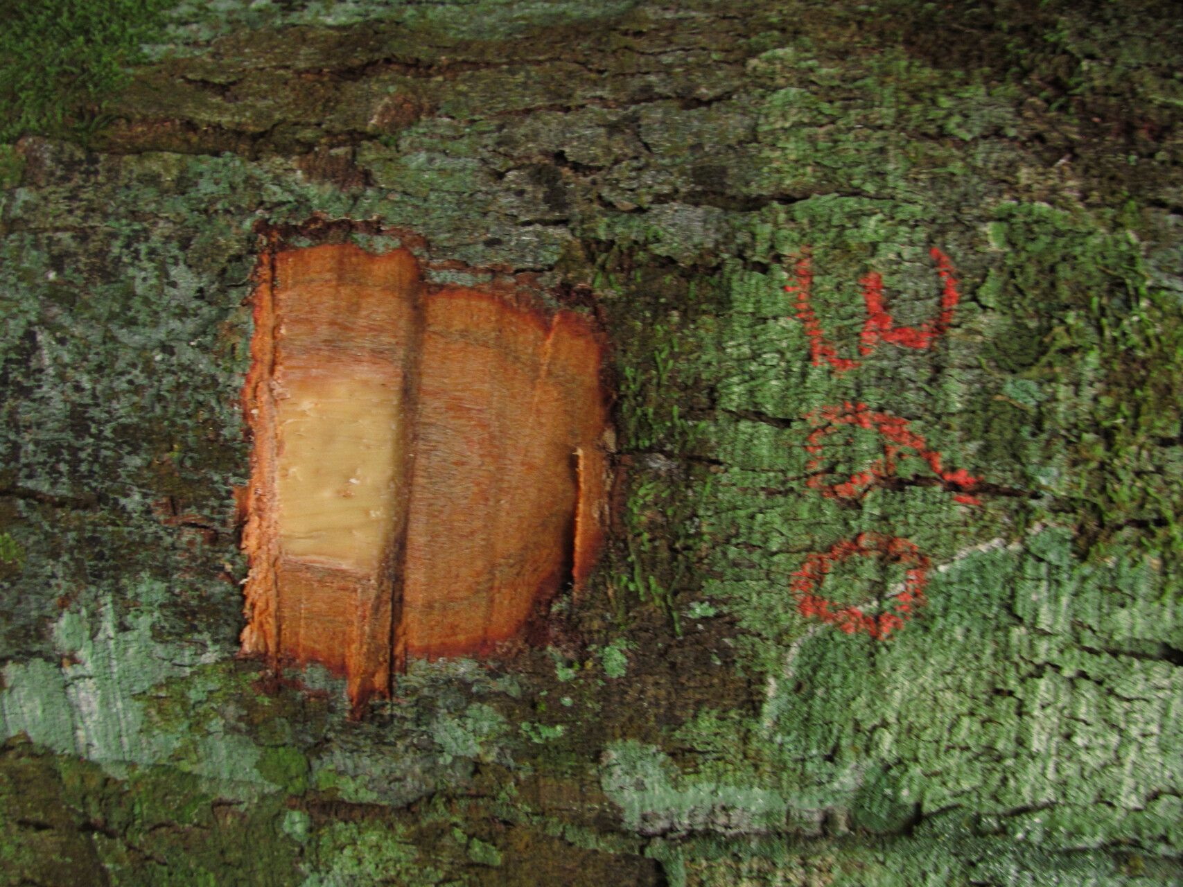 Dacryodes igaganga bark