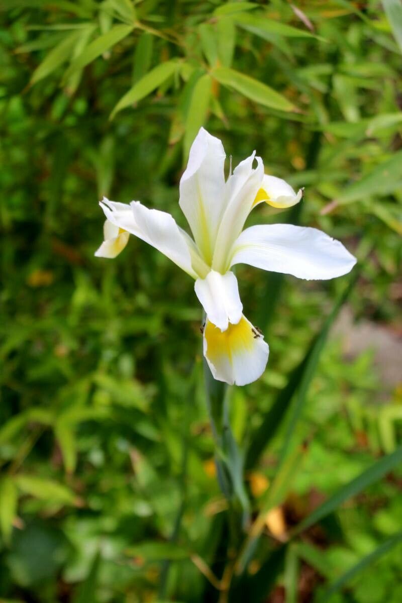 Iris orientalis flower