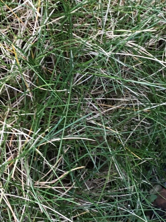 Festuca gautieri leaf