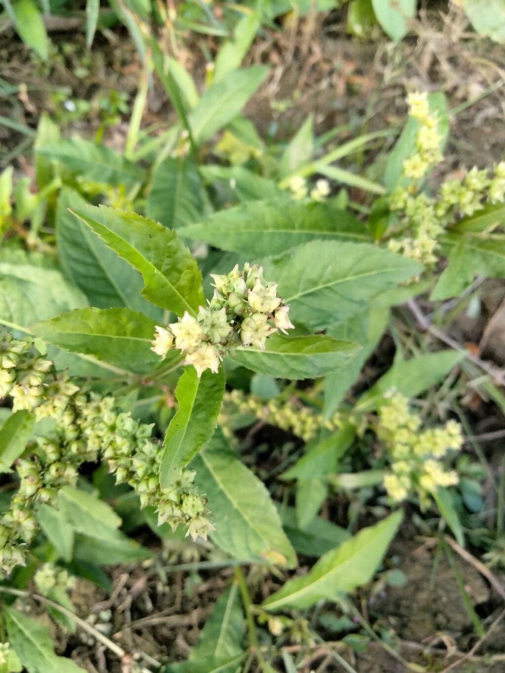 Penthorum sedoides leaf
