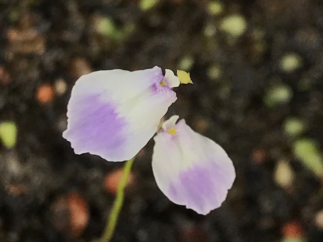 Utricularia livida flower