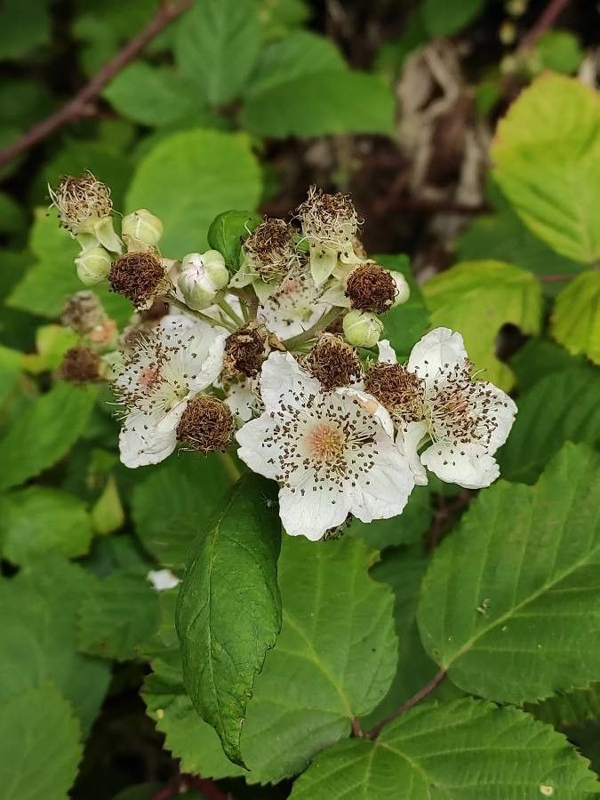 Rubus discolor flower