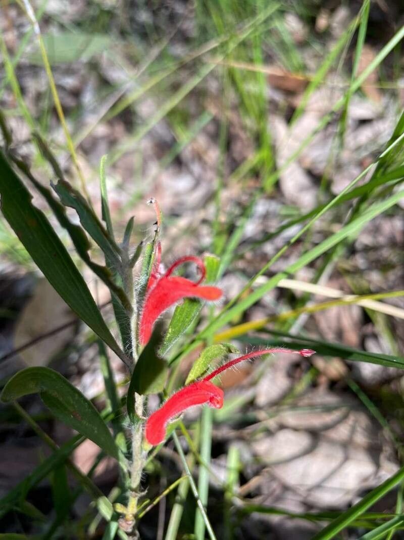 Adenanthos barbigerus flower