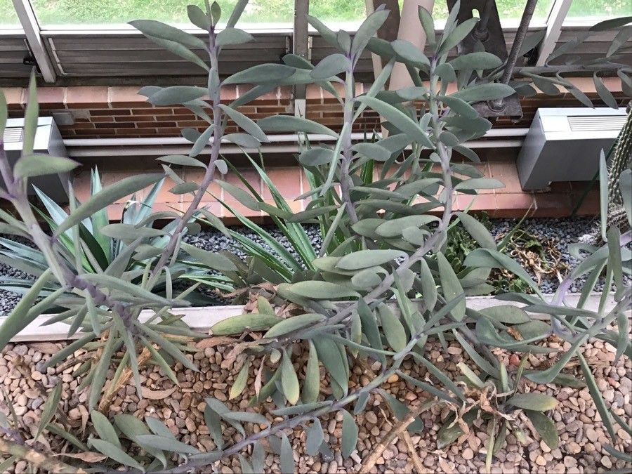 Senecio crassiflorus habit