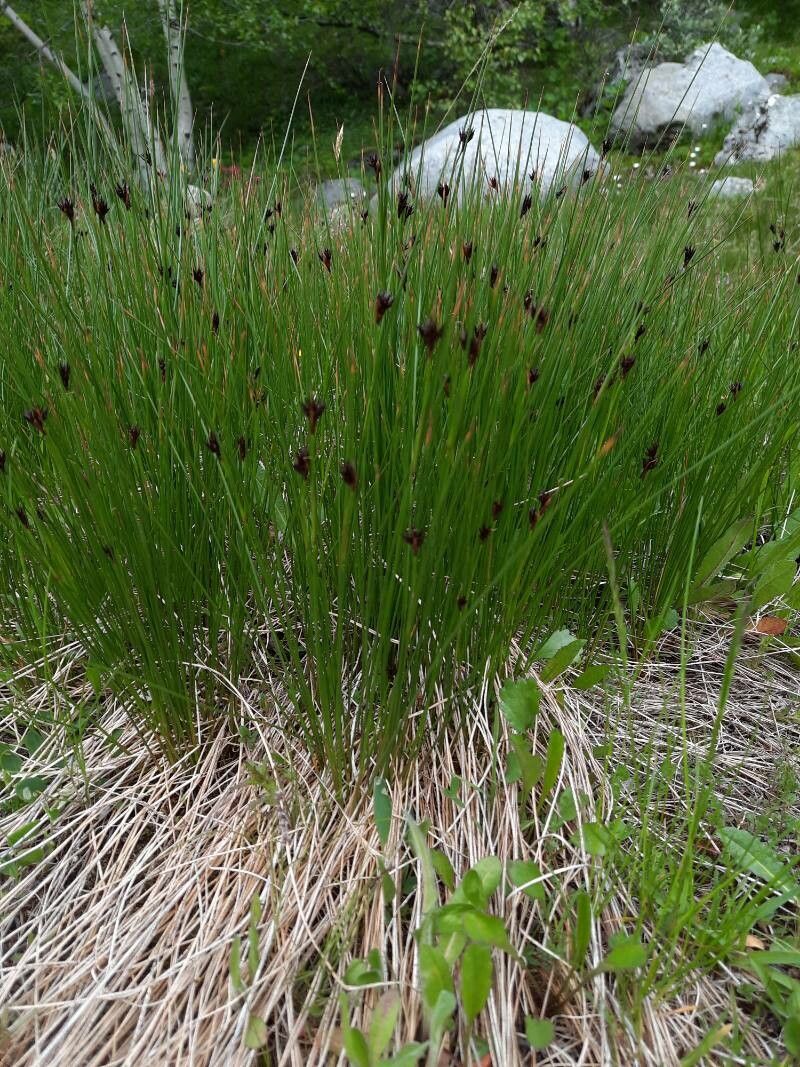 Juncus jacquini habit