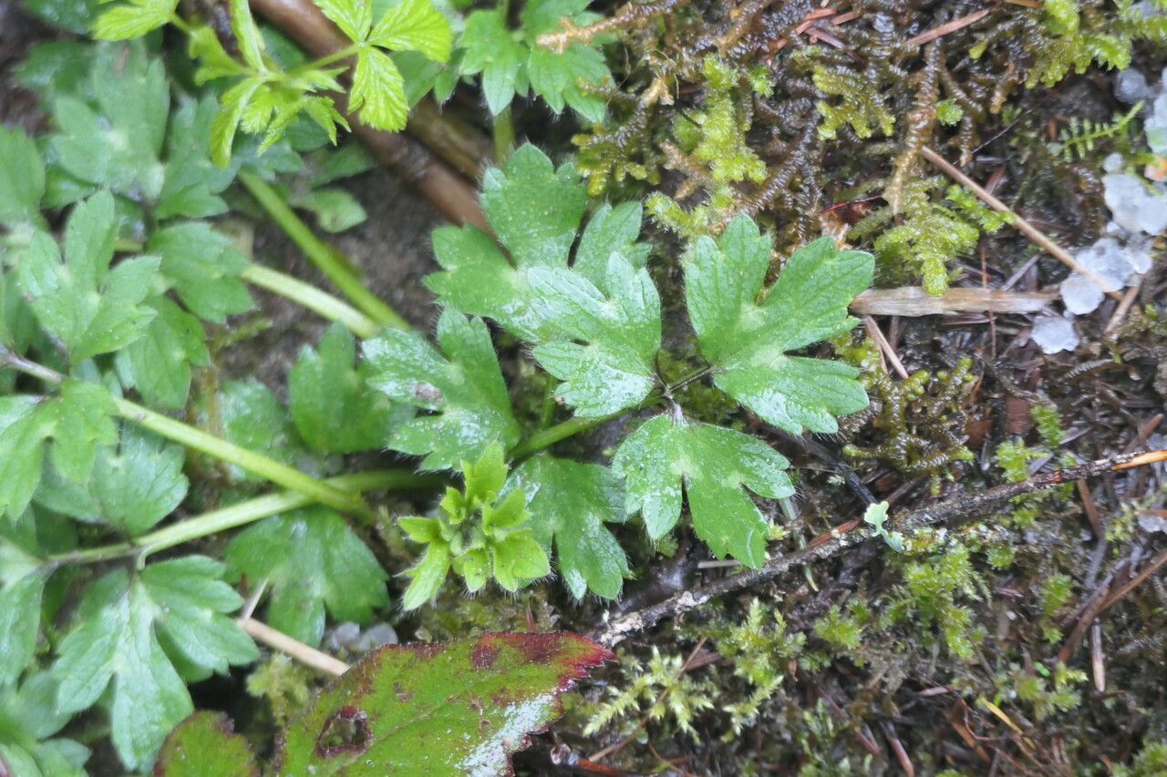 Ranunculus orthorhynchus — search result for 'Ranunculus'