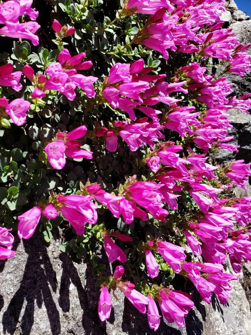 Penstemon rupicola flower