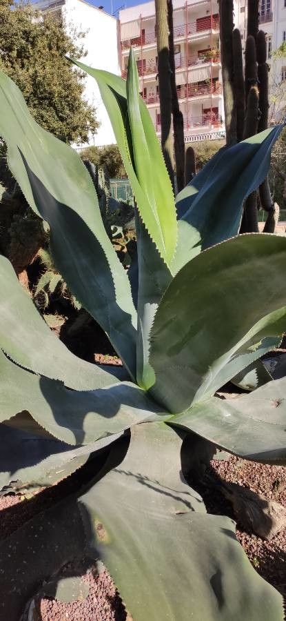 Agave valenciana — houseplant care guide