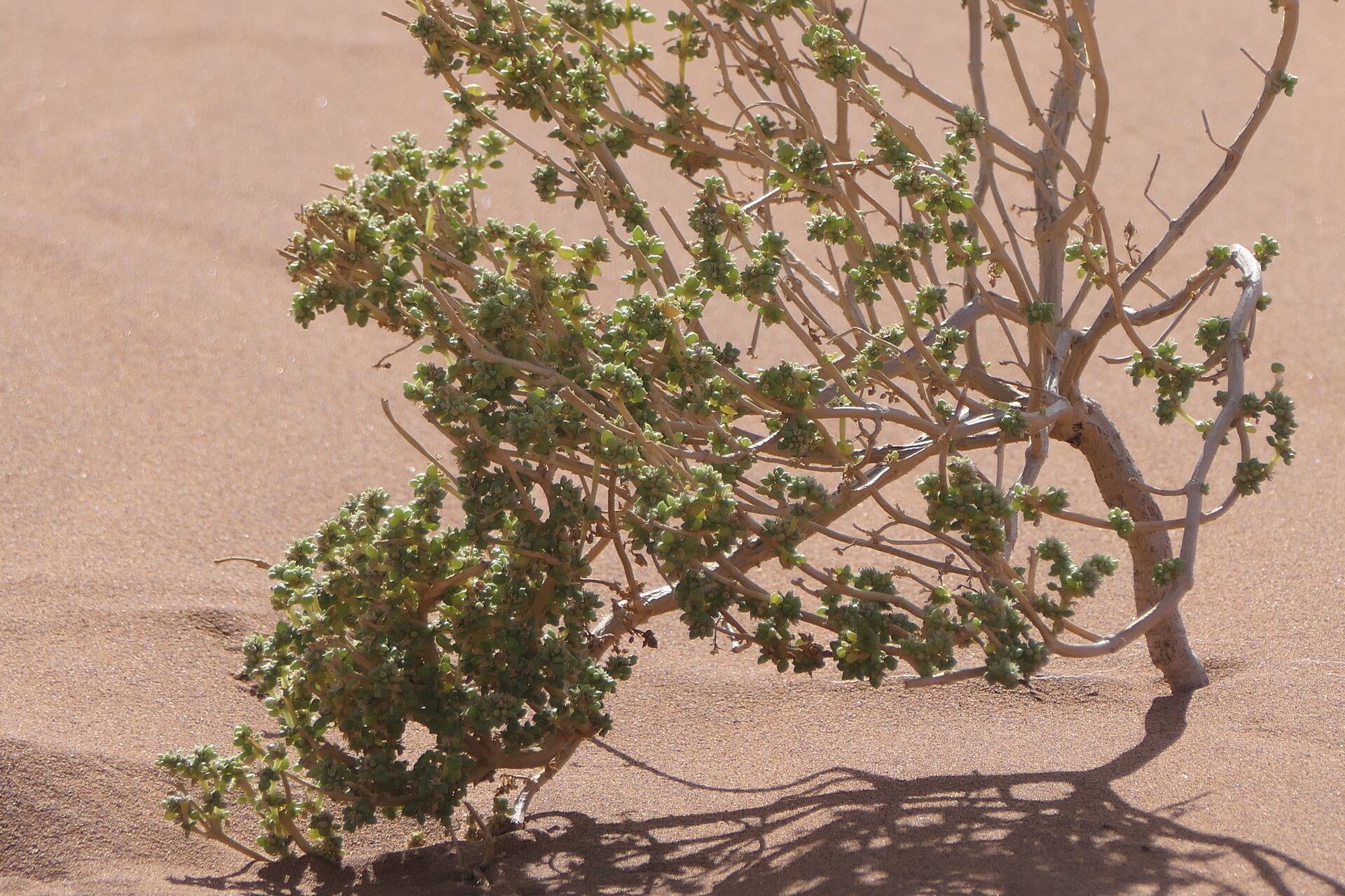 Trianthema hereroense bark