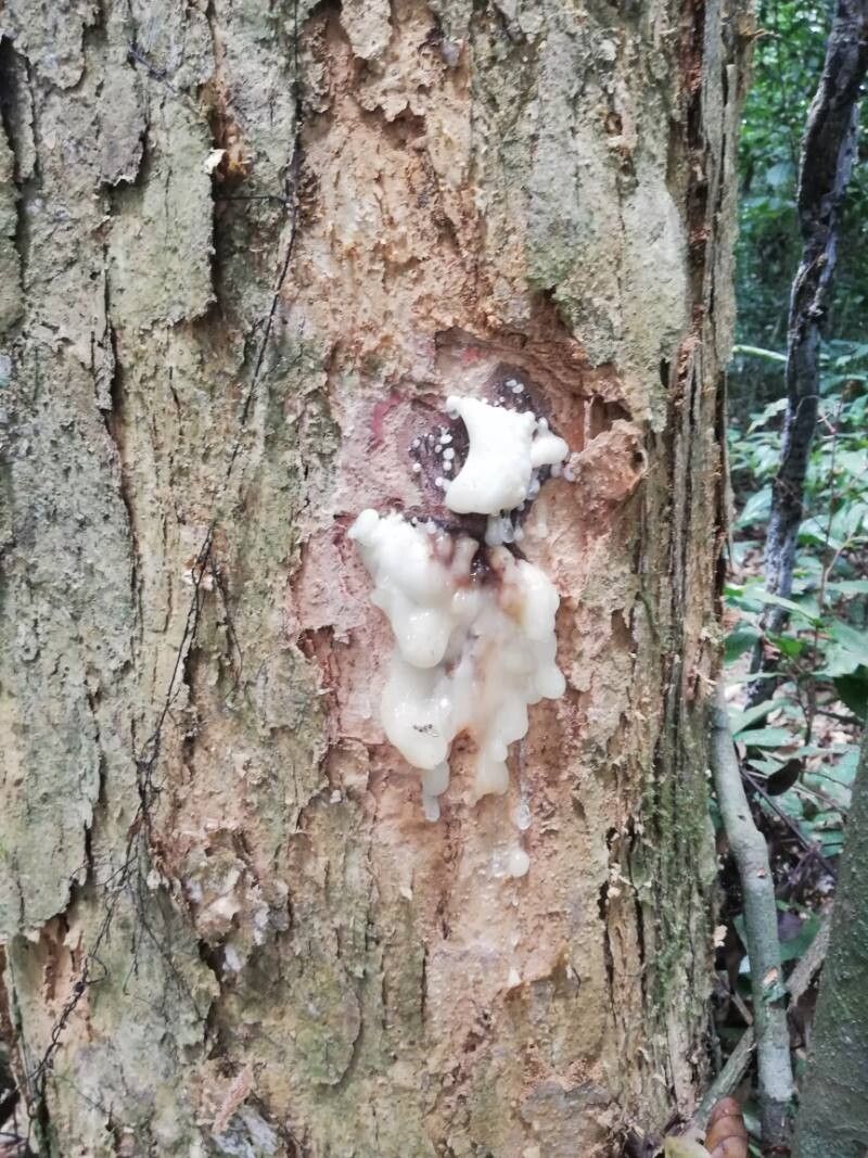 Pachylobus buettneri bark