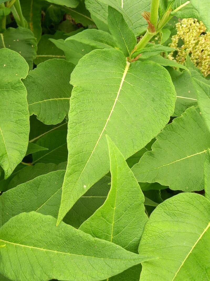 Koenigia weyrichii — houseplant care guide