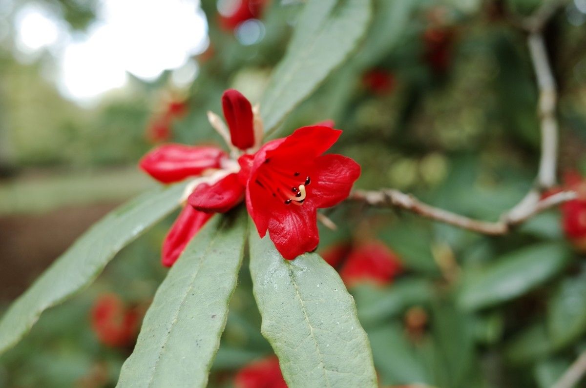 Rhododendron venator flower