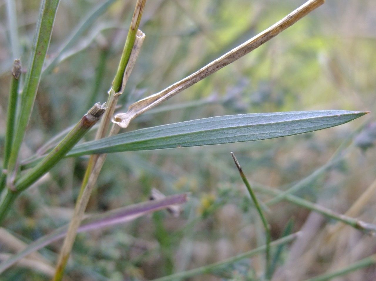 Bupleurum tenuissimum leaf