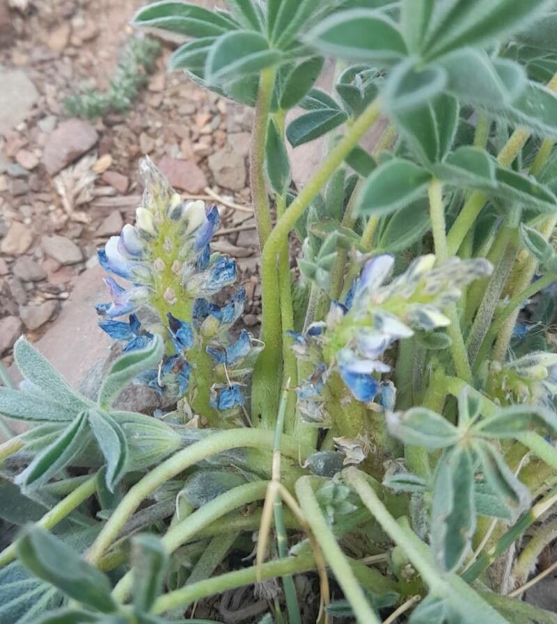Lupinus andicola flower