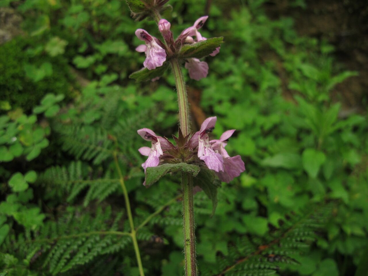 Stachys splendens habit