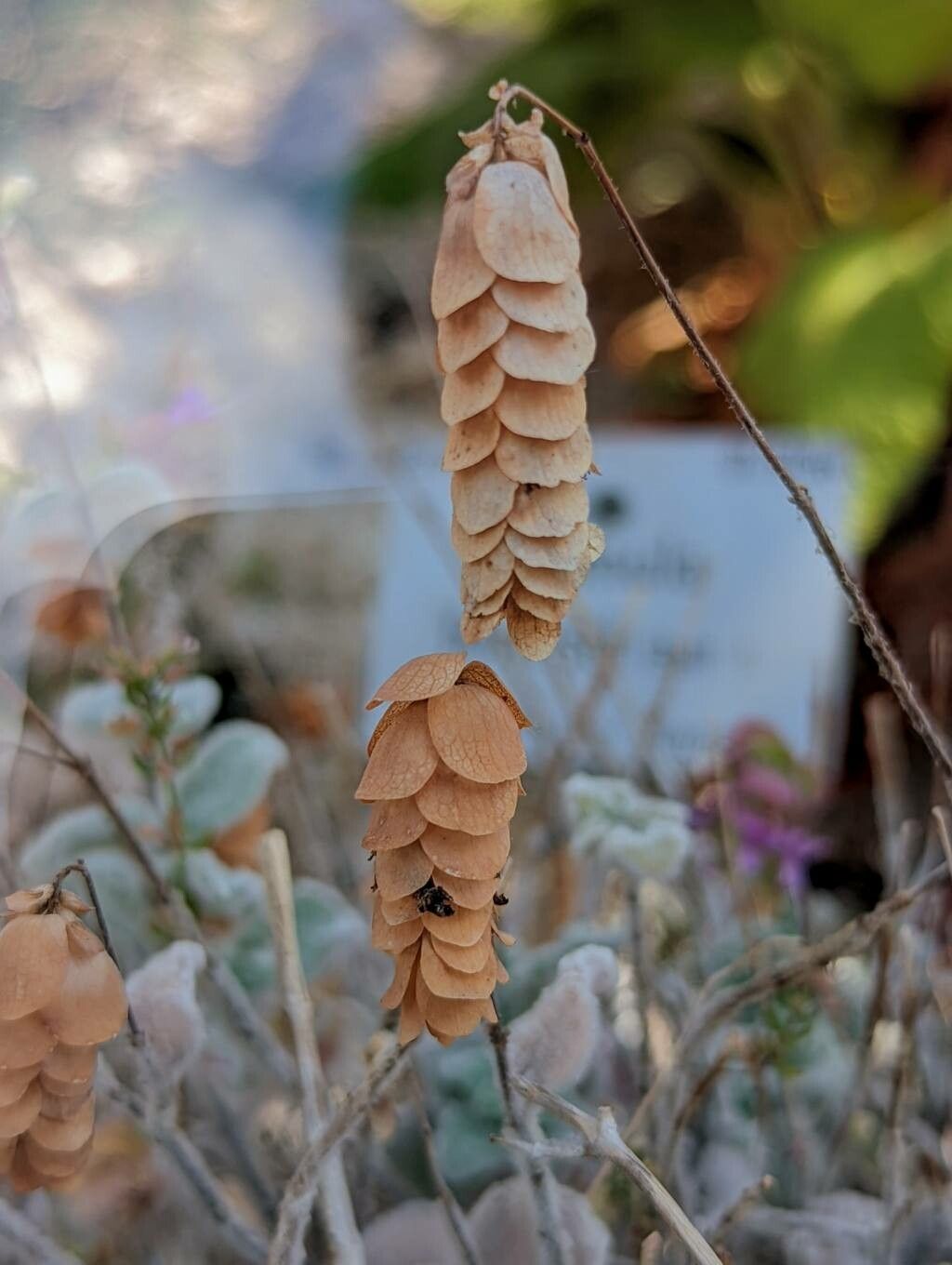 Origanum dictamnus fruit